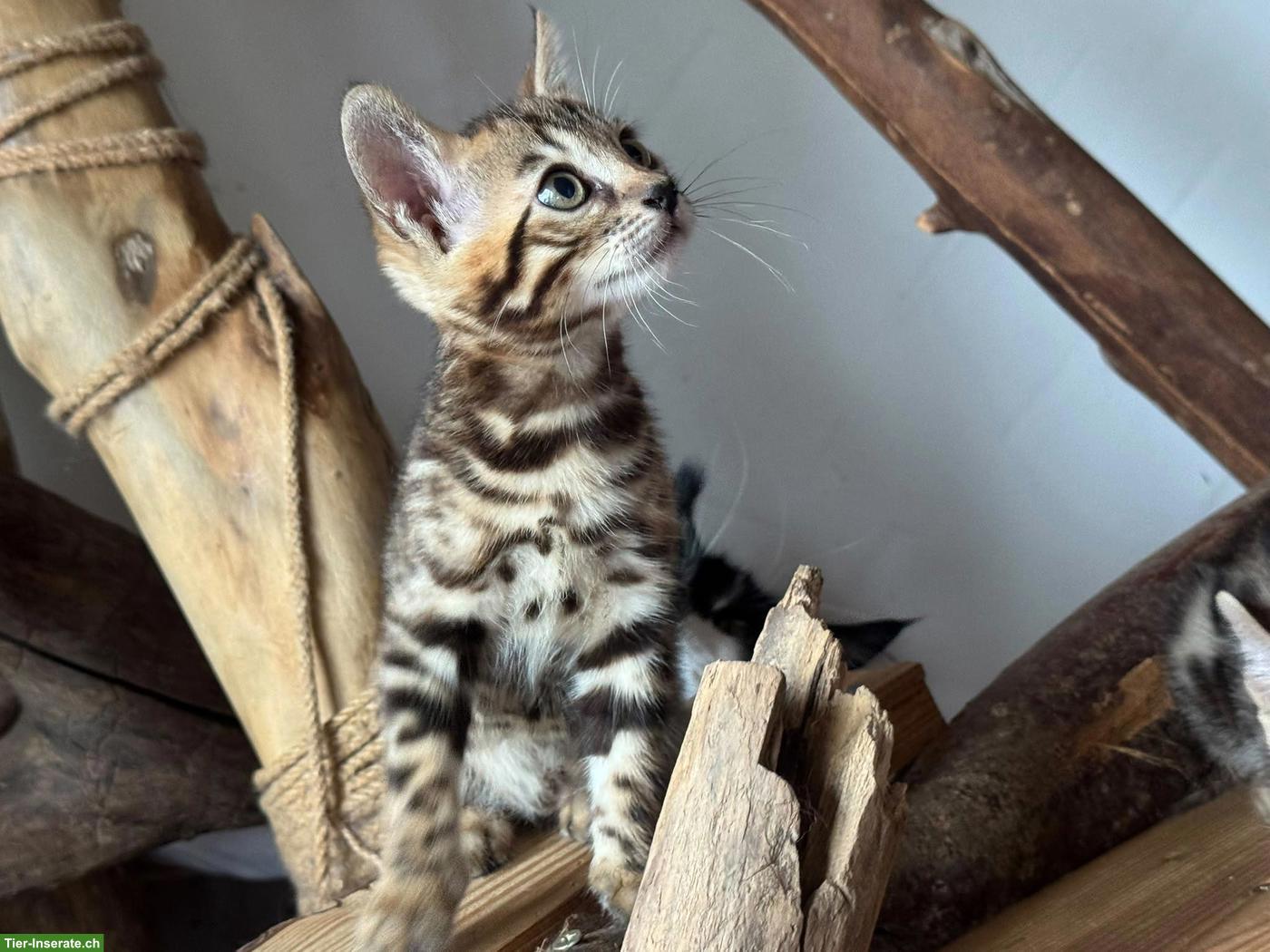 Bild 7: Reinrassige Bengal Kitten mit Stammbaum