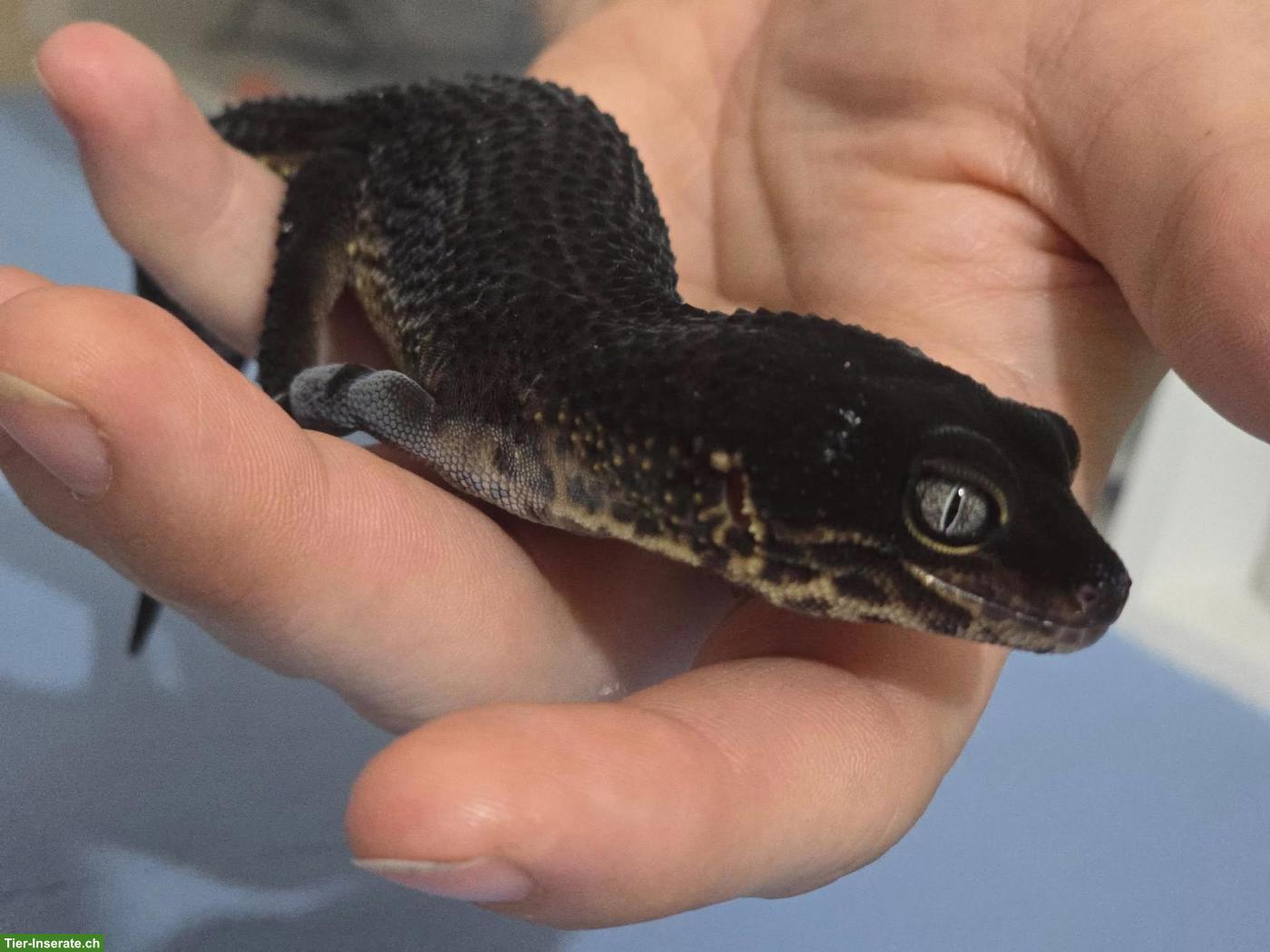 Leopardgecko Full Black Night MS Zuchtmännchen
