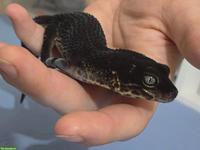 Leopardgecko Full Black Night MS Zuchtmännchen