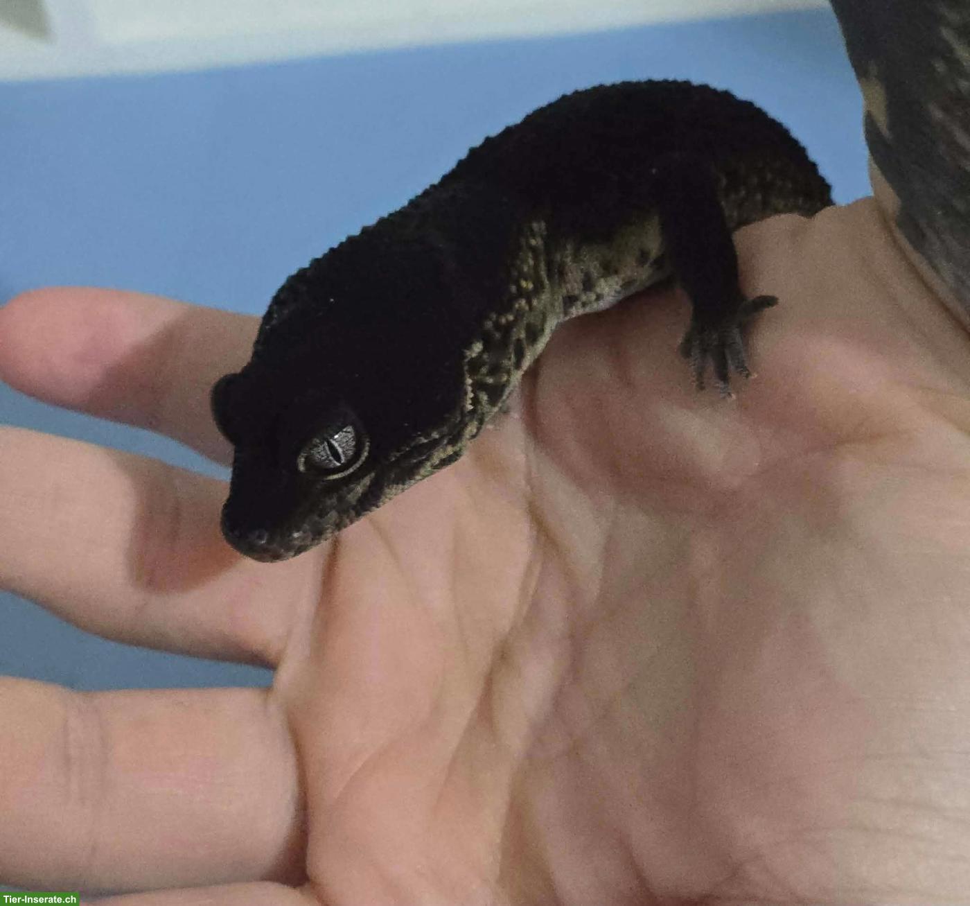 Bild 3: Leopardgecko Full Black Night MS Zuchtmännchen