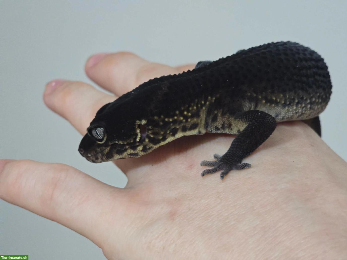 Bild 5: Leopardgecko Full Black Night MS Zuchtmännchen