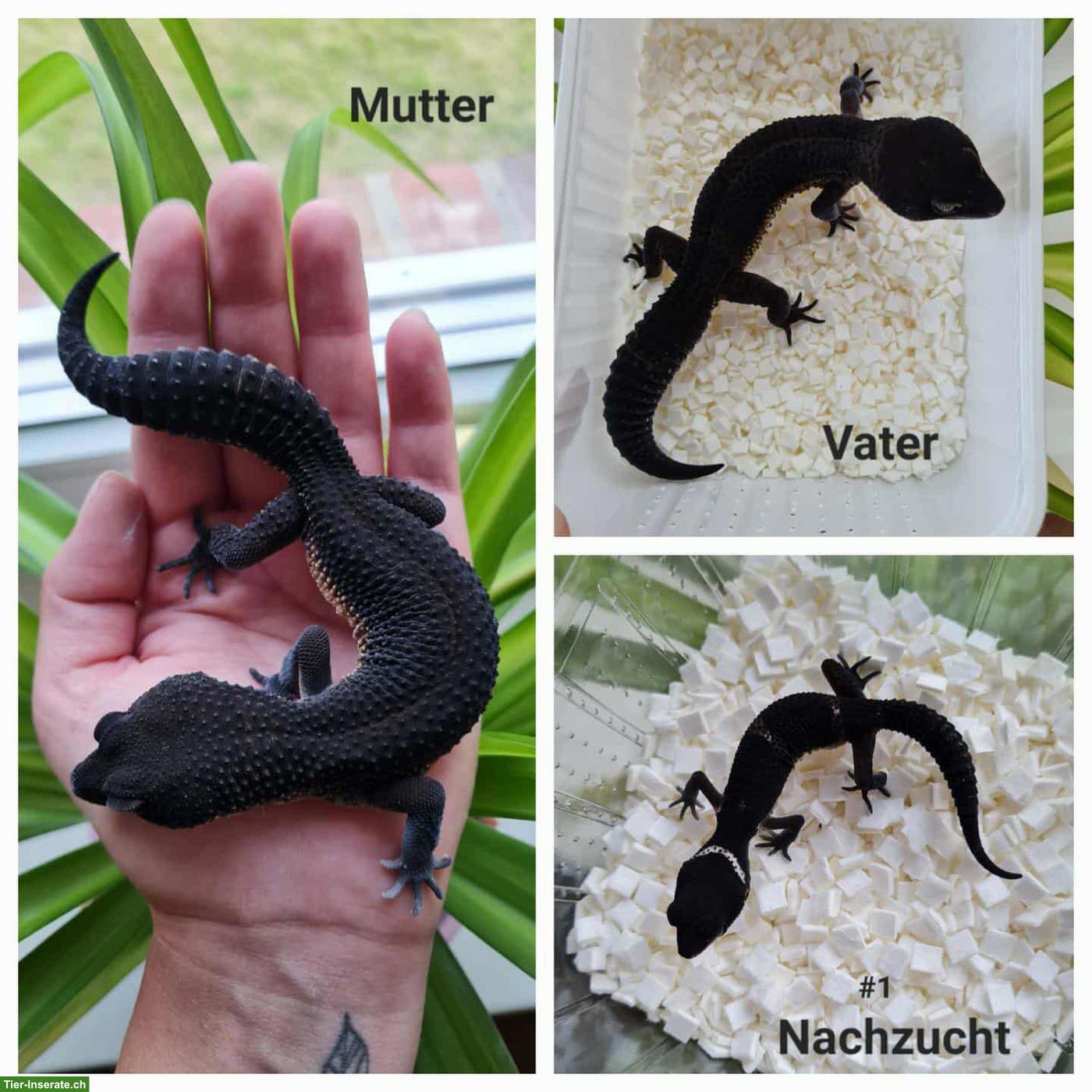 Bild 7: Leopardgecko Full Black Night MS Zuchtmännchen