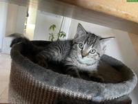 Getigertes Kätzchen sucht Zuhause
