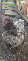 Orpington Hennen, grosse Rasse