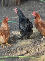 Brown Nick & Marans Hennen