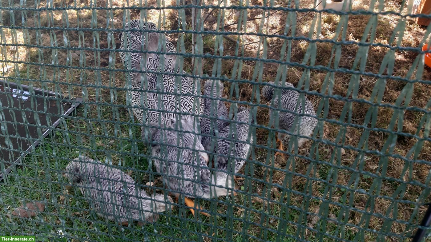 Bild 2: 3 junge Zwerg-Wyandotten Hähne in silber-gebändert