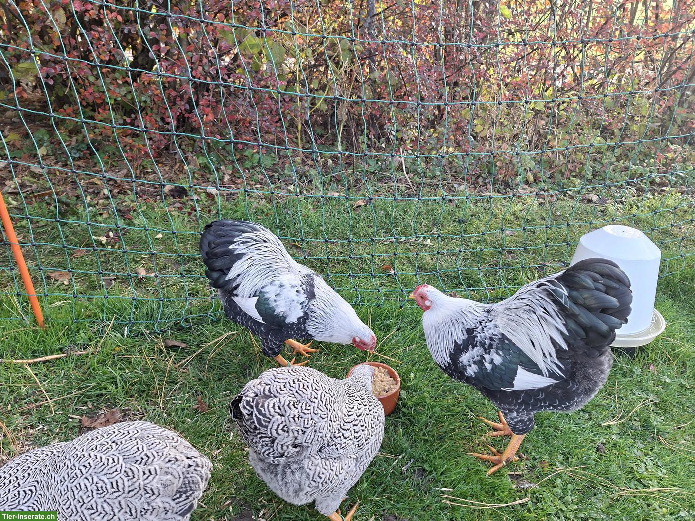 Bild 3: 3 junge Zwerg-Wyandotten Hähne in silber-gebändert