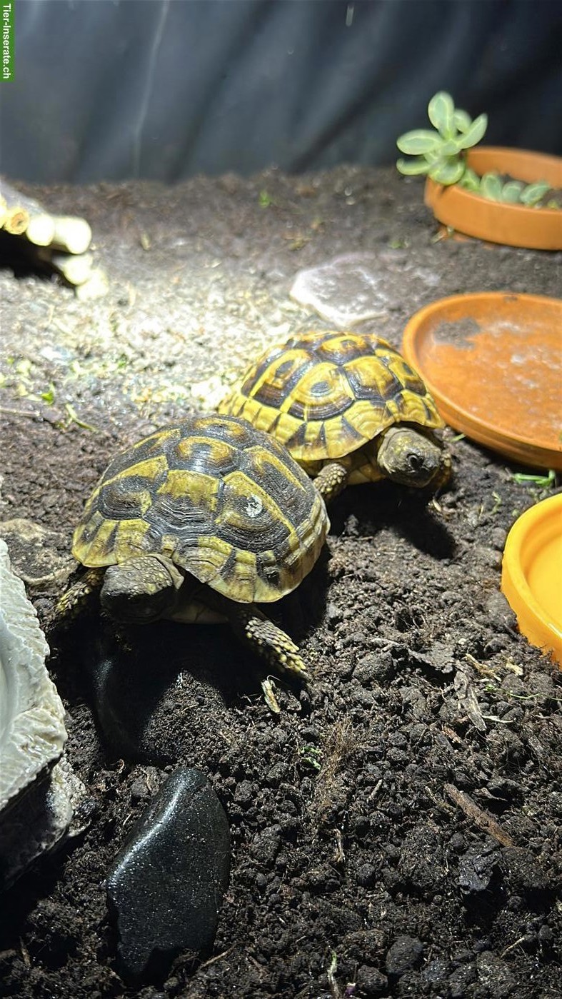 2 Griechische Landschildkröten in liebevolle Hände abzugeben