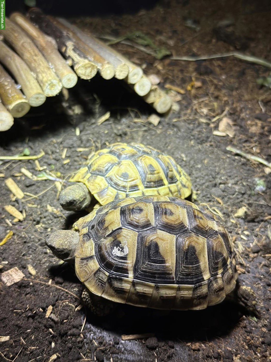 Bild 2: 2 Griechische Landschildkröten in liebevolle Hände abzugeben