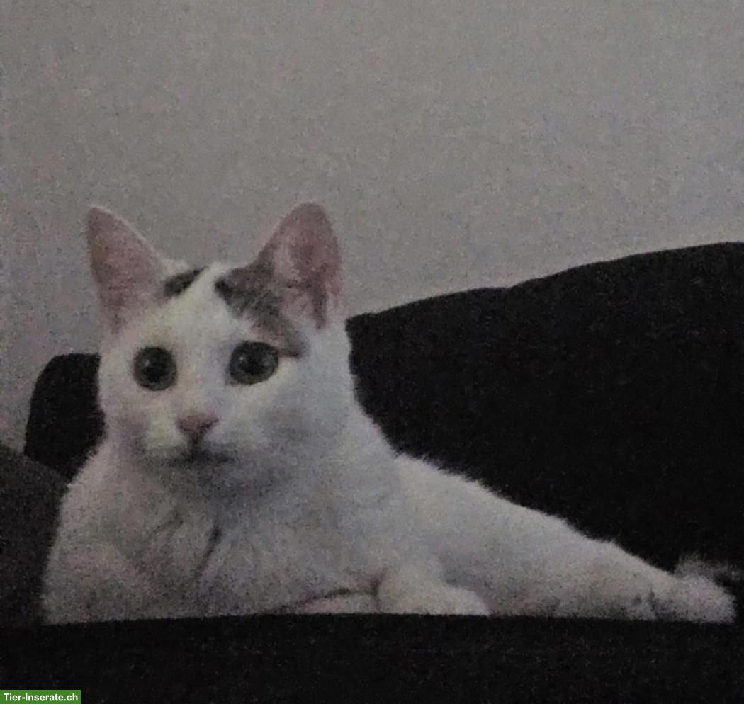 EKH-Katze sucht ihr Für-immer-Zuhause