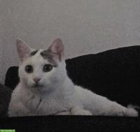 EKH-Katze sucht ihr Für-immer-Zuhause