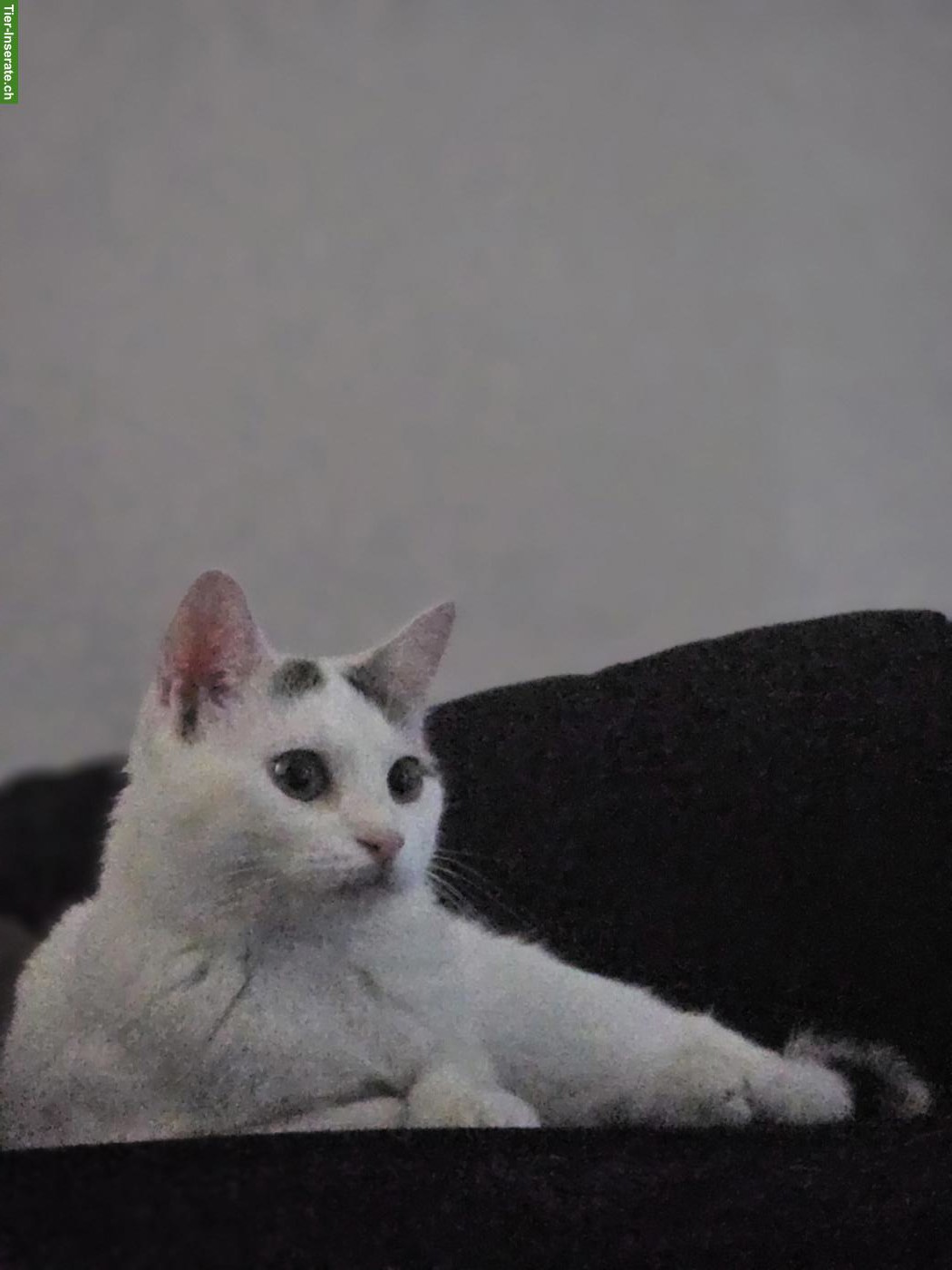 Bild 2: EKH-Katze sucht ihr Für-immer-Zuhause
