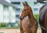 Vielversprechender Schweizer Warmblut Jährling, Hengst