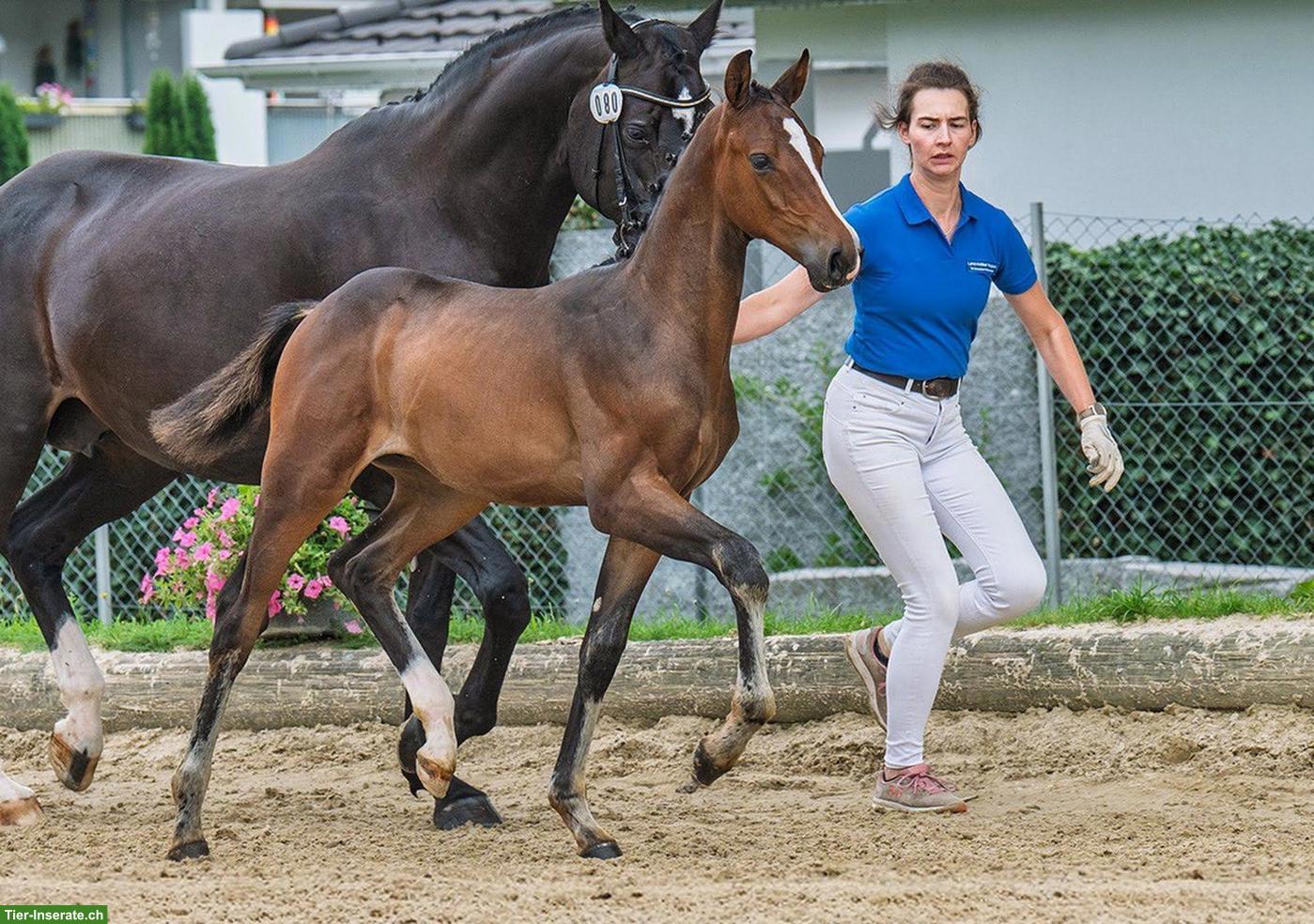 Bild 2: Vielversprechender Schweizer Warmblut Jährling, Hengst