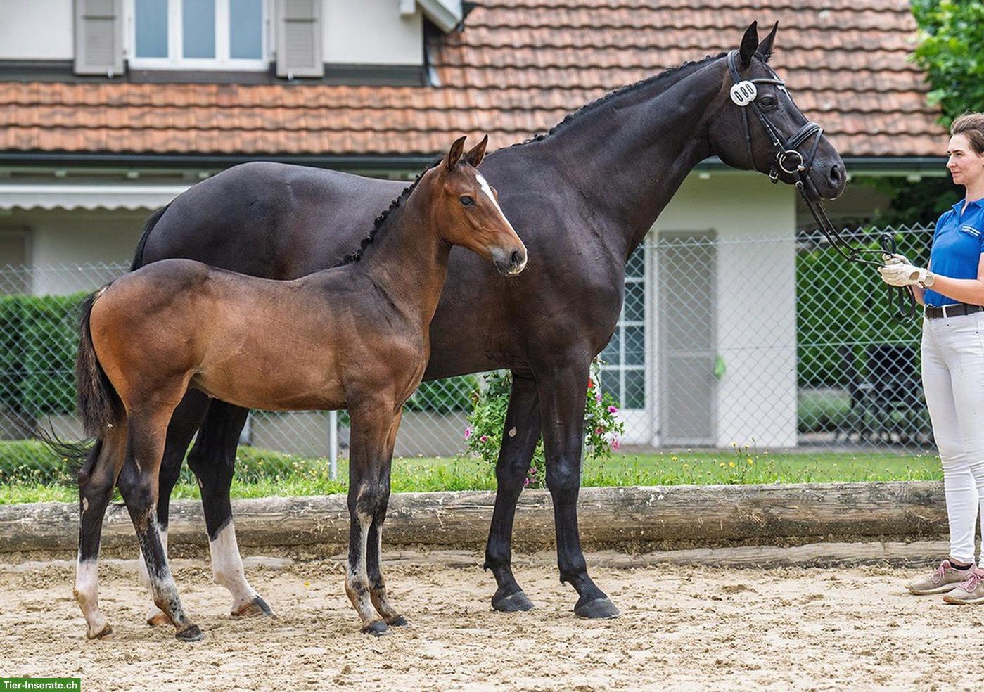 Bild 3: Vielversprechender Schweizer Warmblut Jährling, Hengst