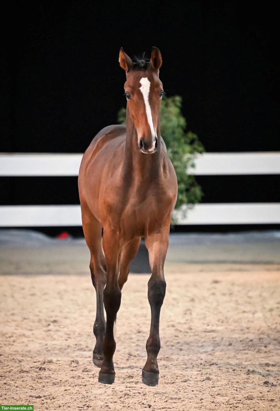 Bild 4: Vielversprechender Schweizer Warmblut Jährling, Hengst