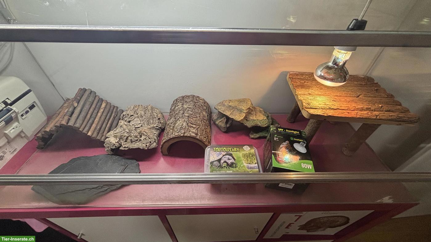 Grosses Glasterrarium mit Zuberhör (Reptilien, Landschildkröten)