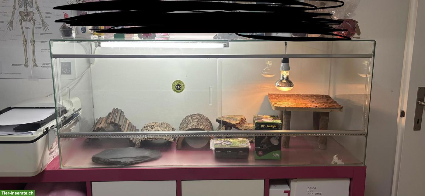 Bild 2: Grosses Glasterrarium mit Zuberhör (Reptilien, Landschildkröten)