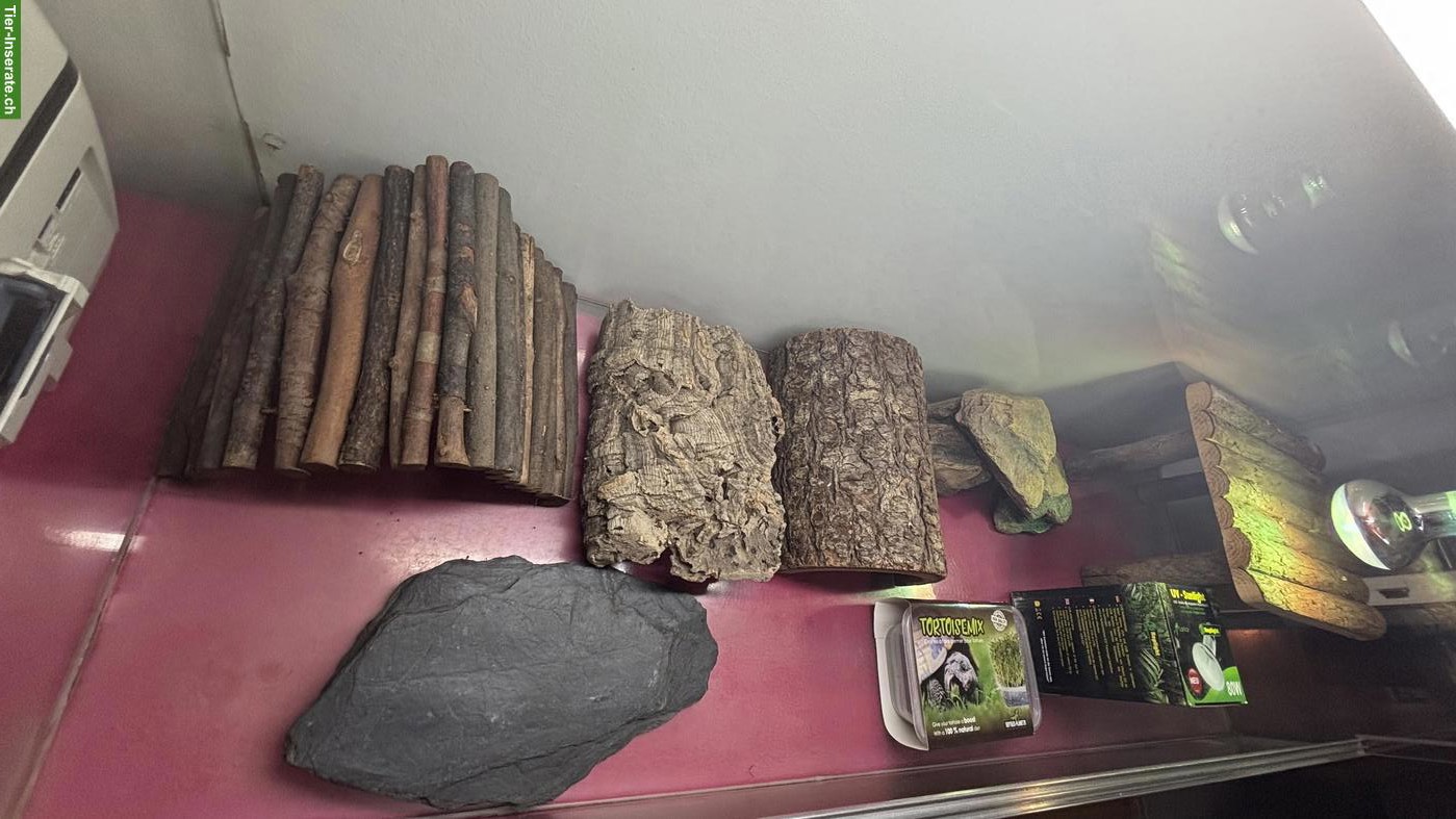 Bild 3: Grosses Glasterrarium mit Zuberhör (Reptilien, Landschildkröten)