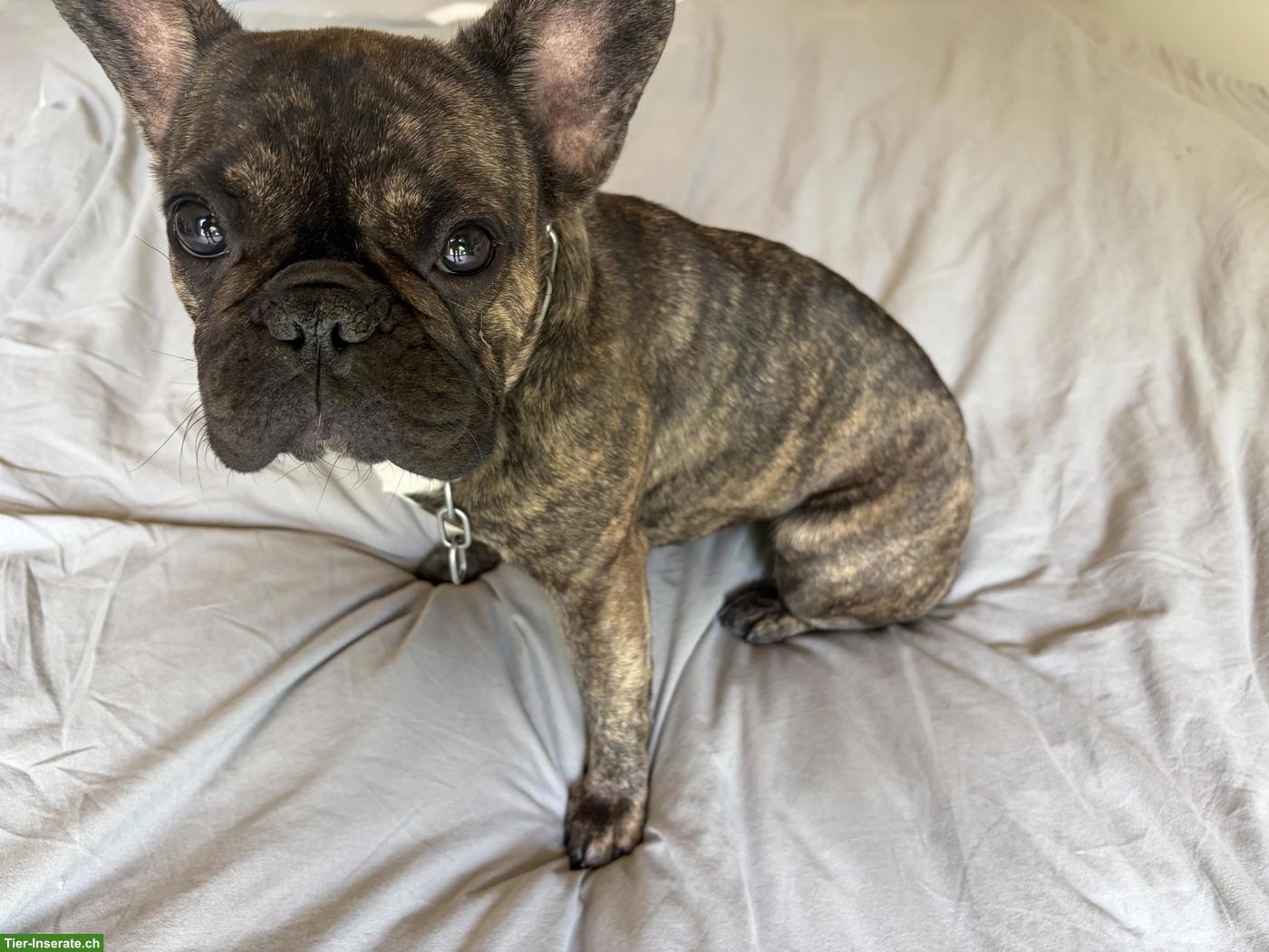 Junge Französische Bulldogge Hündin