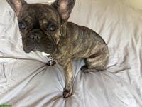 Junge Französische Bulldogge Hündin