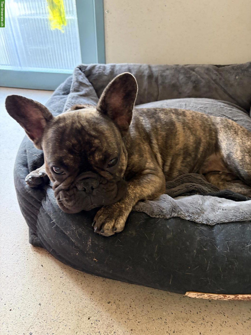 Bild 2: Junge Französische Bulldogge Hündin