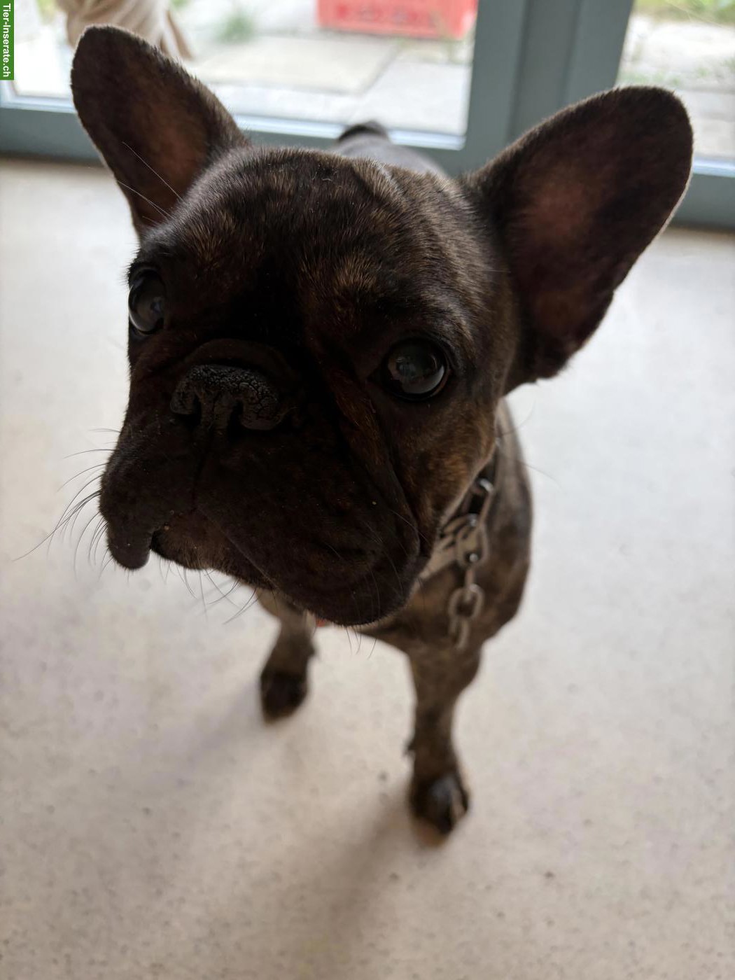 Bild 3: Junge Französische Bulldogge Hündin