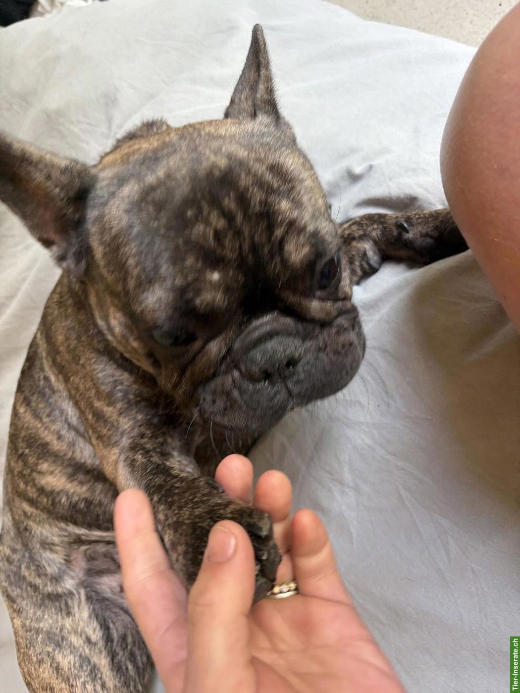 Bild 4: Junge Französische Bulldogge Hündin