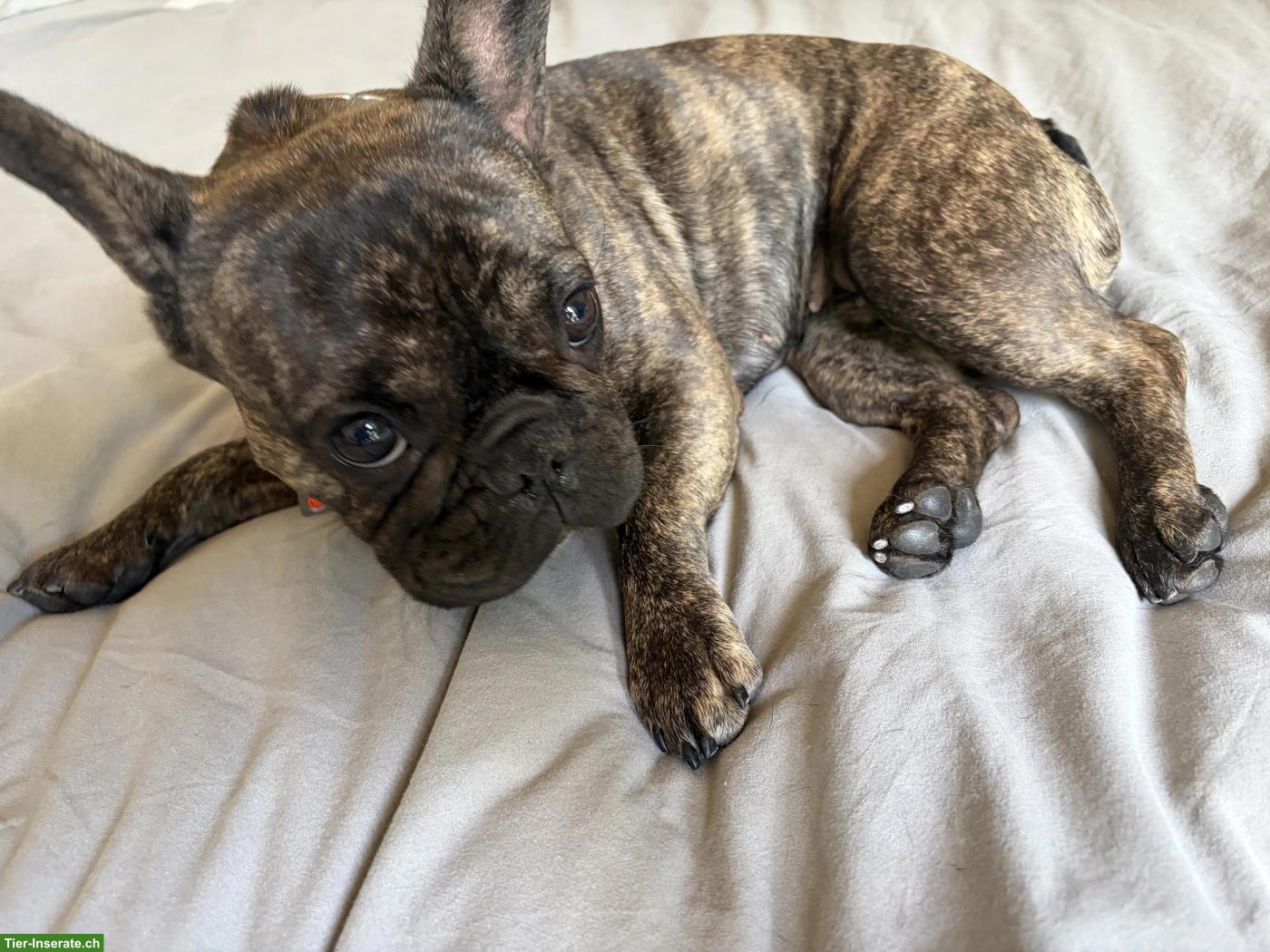 Bild 5: Junge Französische Bulldogge Hündin