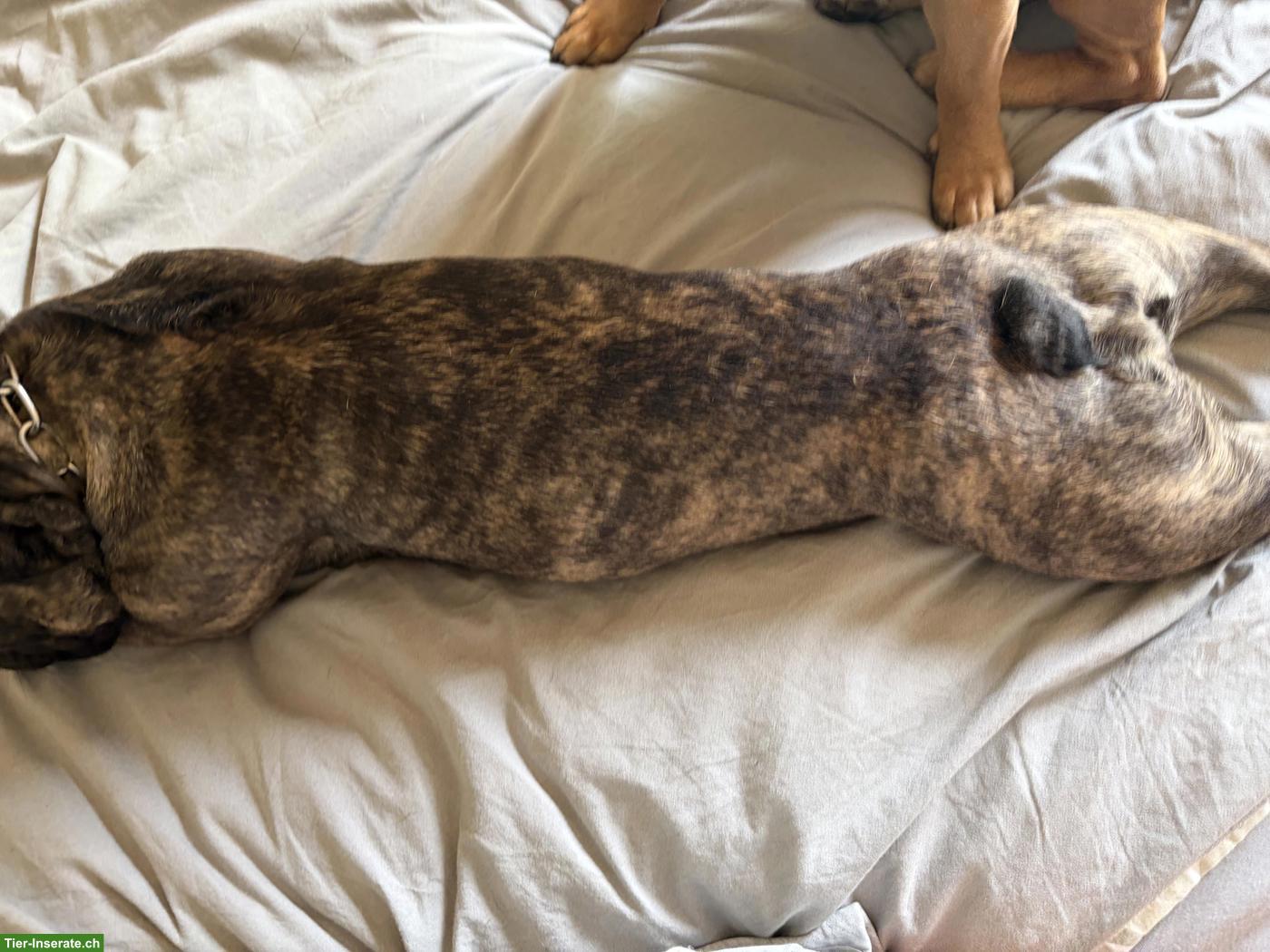 Bild 6: Junge Französische Bulldogge Hündin
