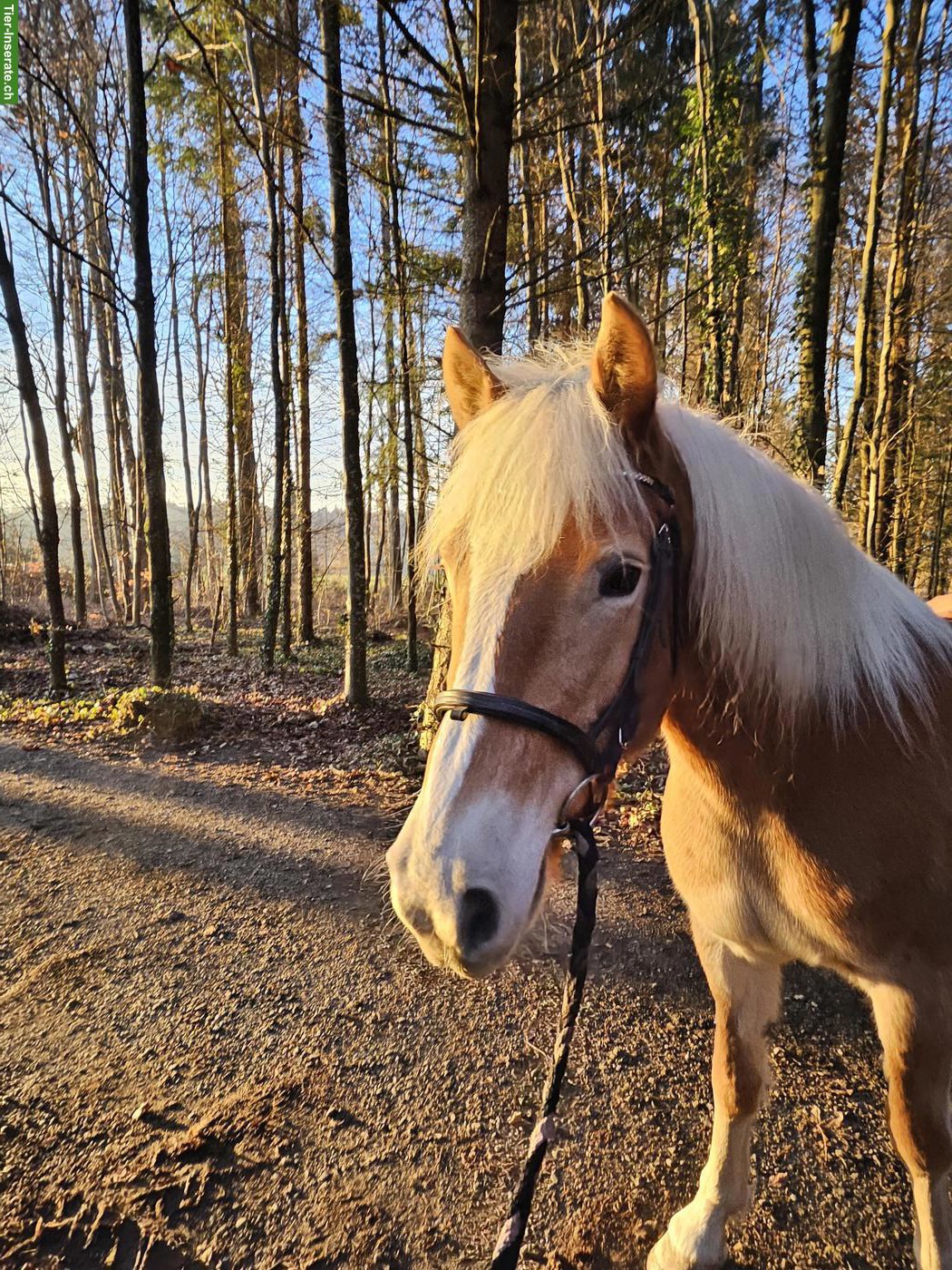 Reitbeteiligung für Haflinger-Stute in Teufenthal AG