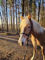Reitbeteiligung für Haflinger-Stute in Teufenthal AG