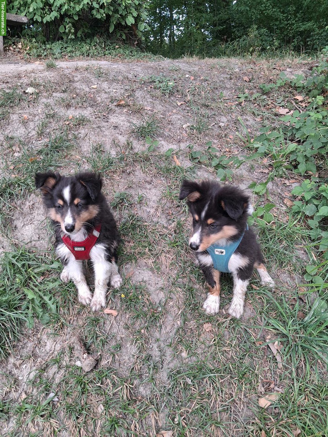 2 Sheltie Welpen (Rüden) suchen ein Zuhause