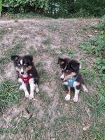 2 Sheltie Welpen (Rüden) suchen ein Zuhause