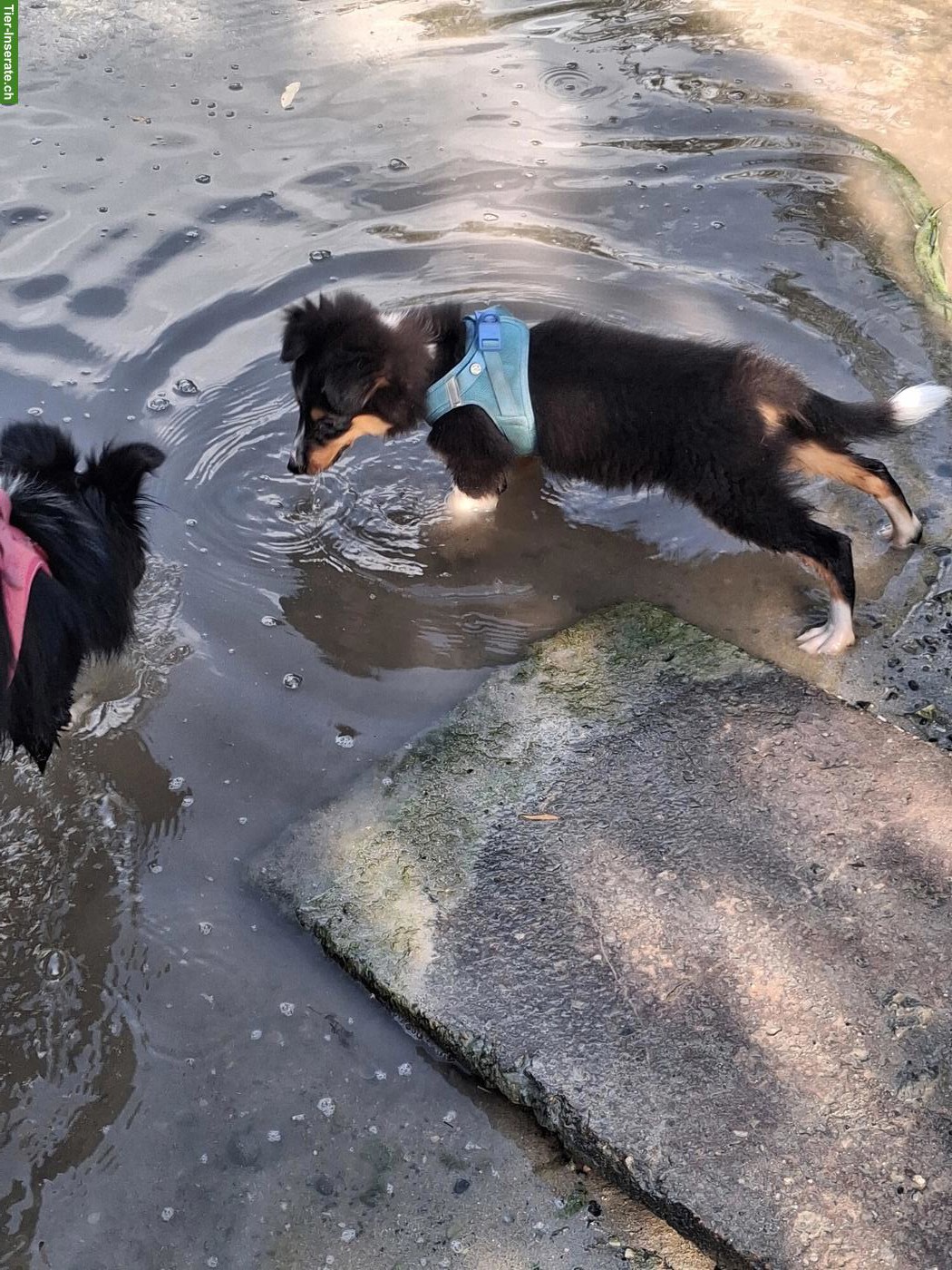 Bild 2: 2 Sheltie Welpen (Rüden) suchen ein Zuhause