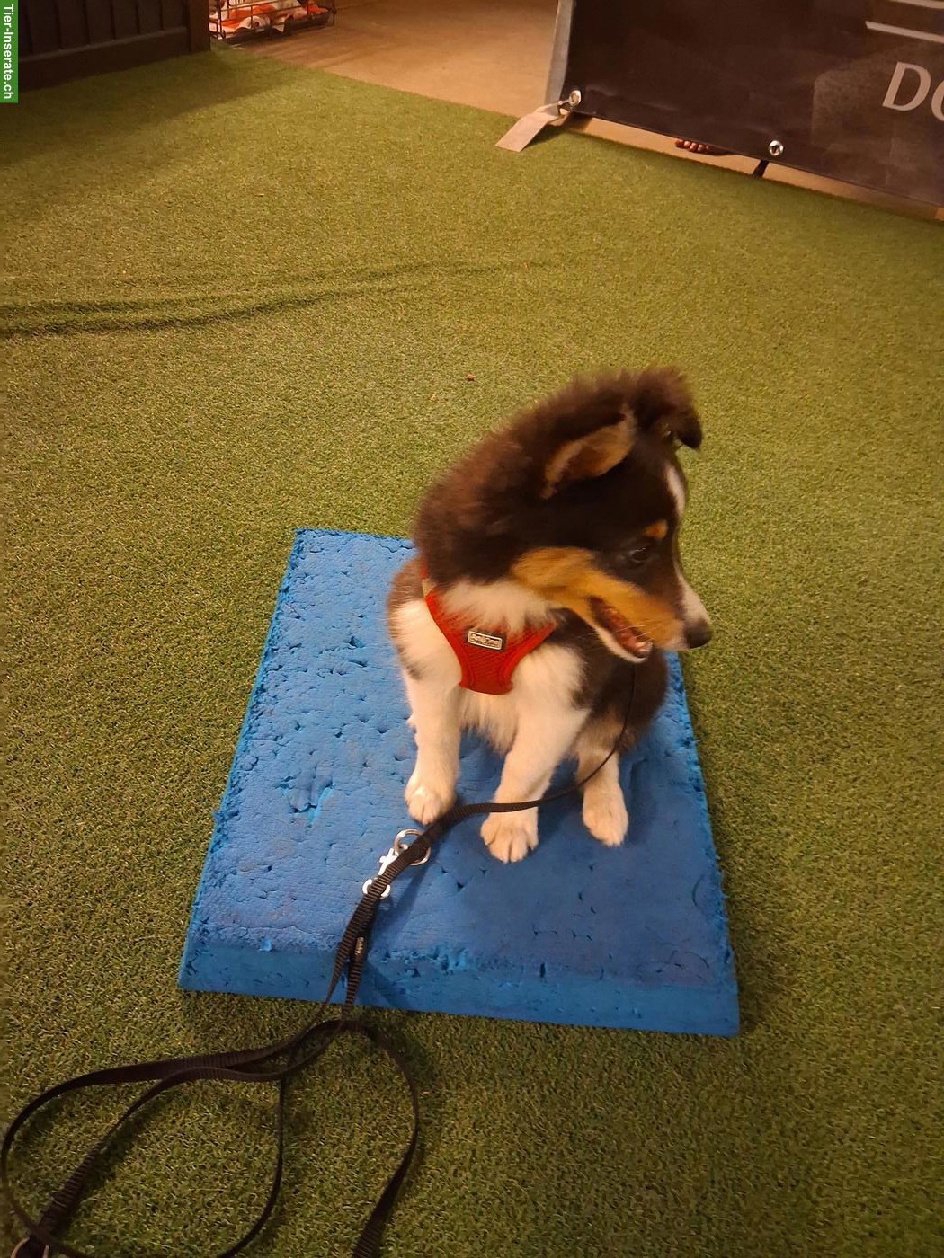 Bild 3: 2 Sheltie Welpen (Rüden) suchen ein Zuhause
