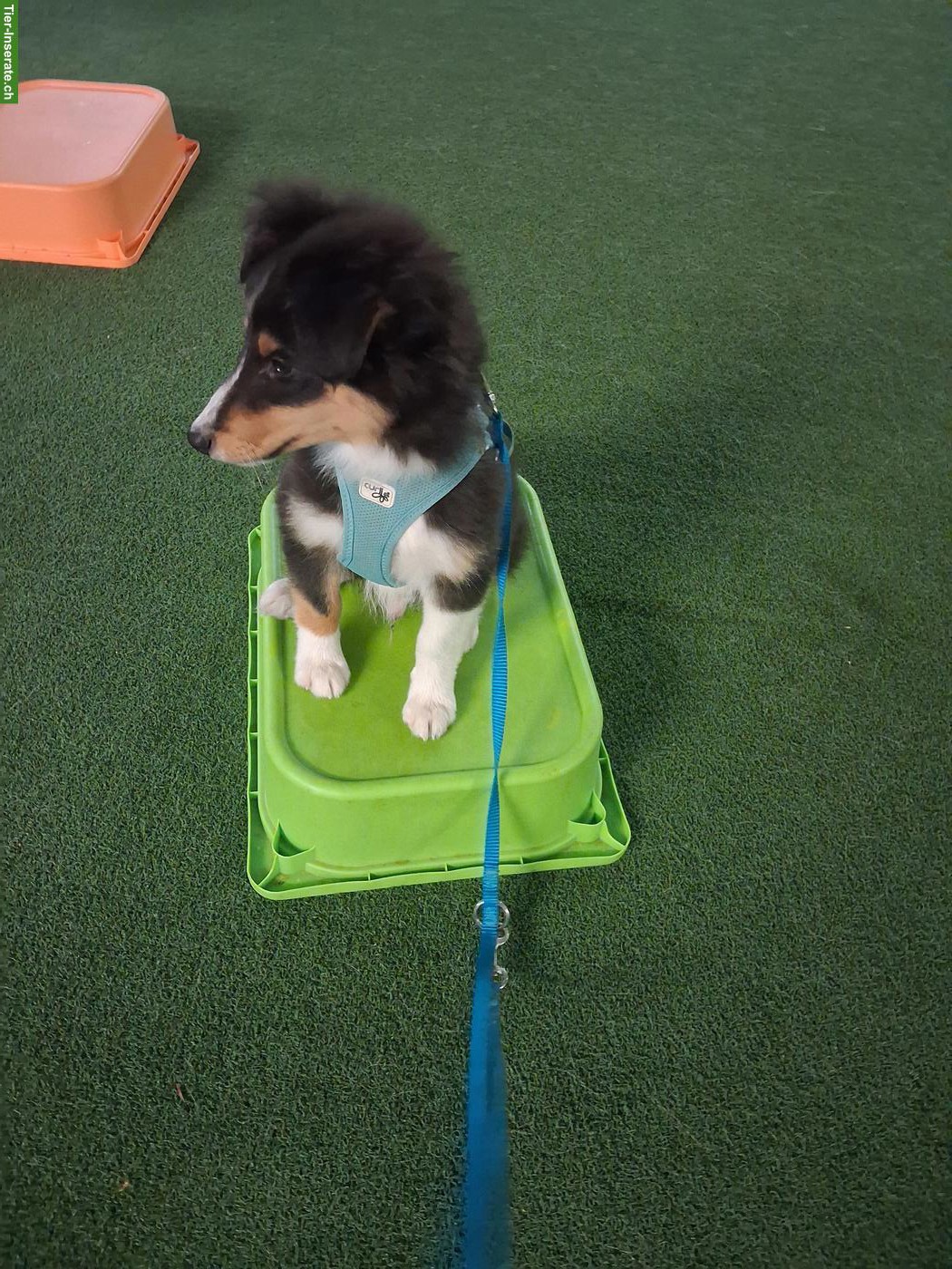 Bild 4: 2 Sheltie Welpen (Rüden) suchen ein Zuhause