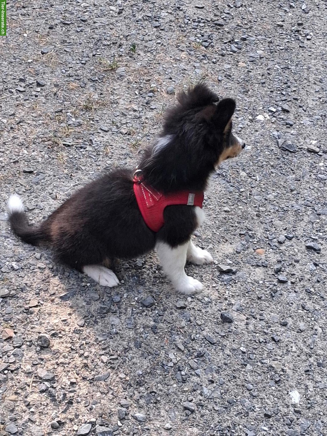 Bild 5: 2 Sheltie Welpen (Rüden) suchen ein Zuhause