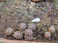 Griechische Landschildkröten zu verkaufen 🐢