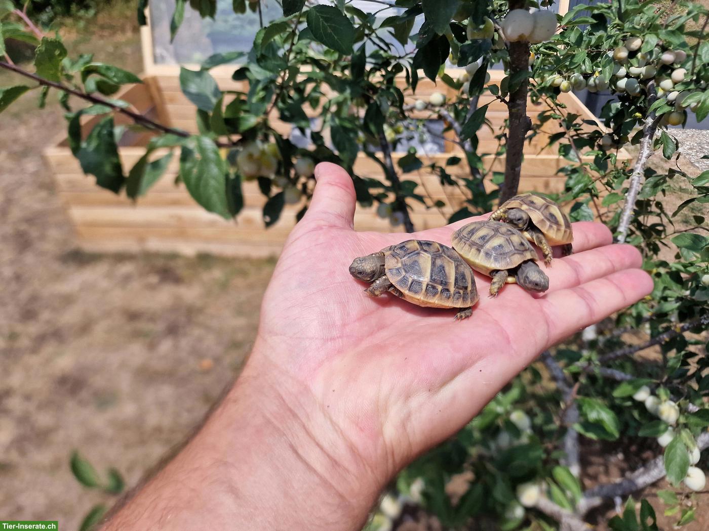 Bild 2: Griechische Landschildkröten zu verkaufen 🐢