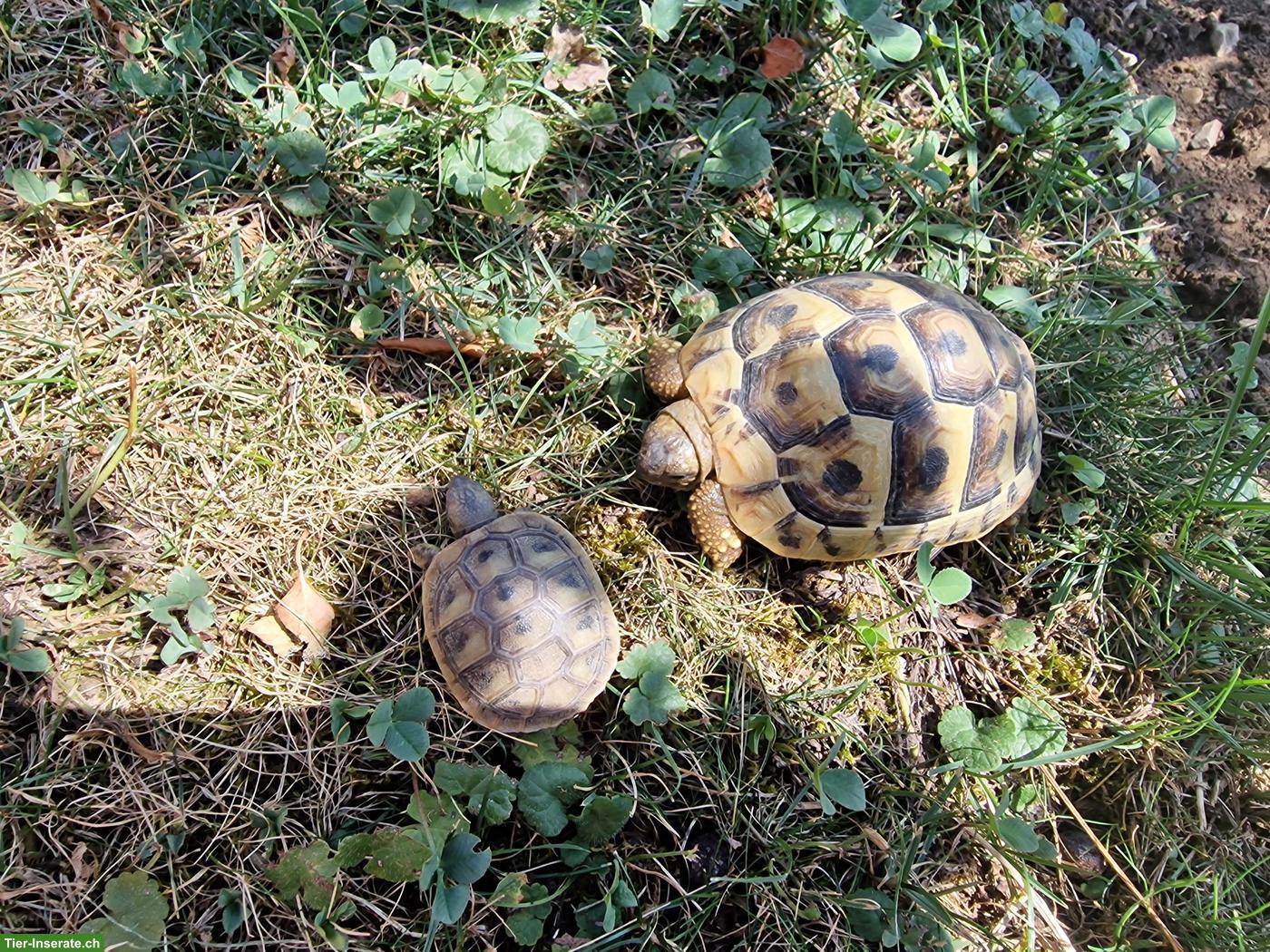Bild 3: Griechische Landschildkröten zu verkaufen 🐢