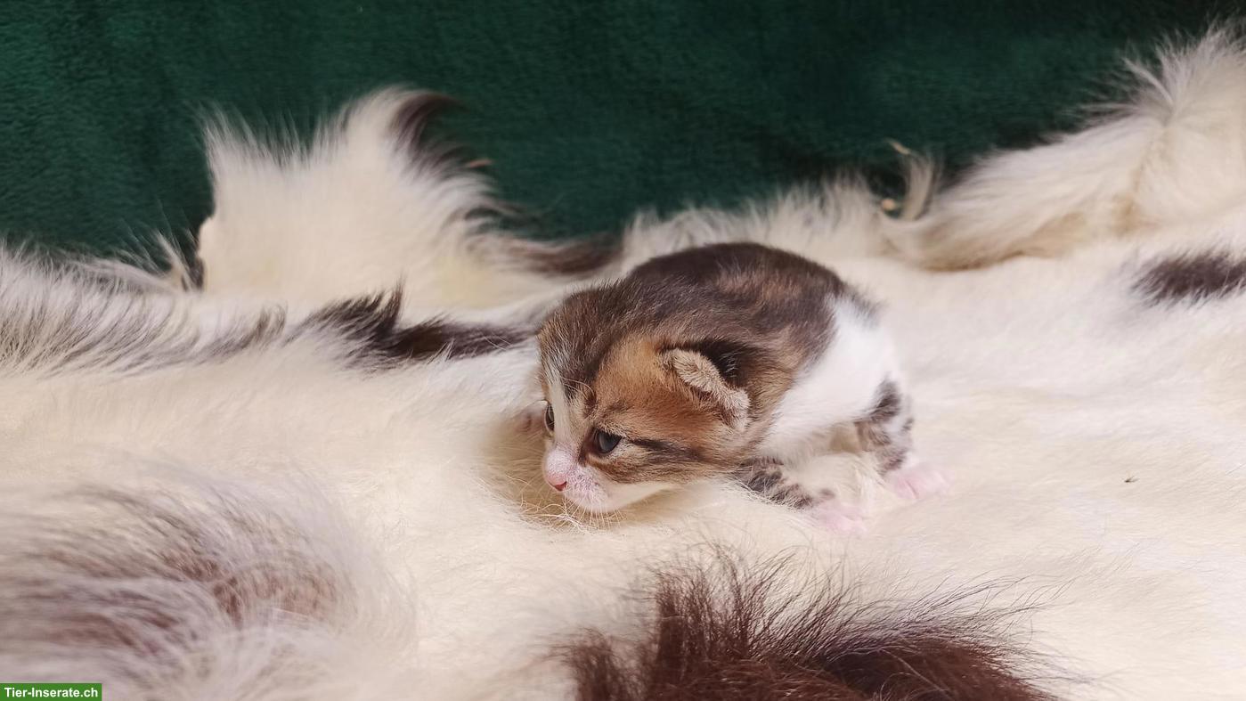 Bengal-Mix Kitten (Kater) suchen Zuhause mit Freigang