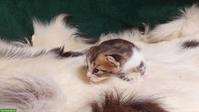 Bengal-Mix Kitten (Kater) suchen Zuhause mit Freigang