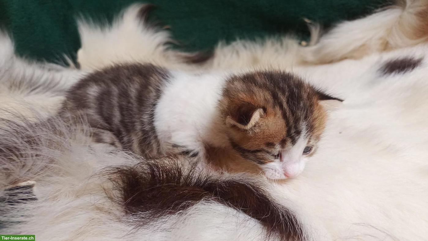 Bild 2: Bengal-Mix Kitten (Kater) suchen Zuhause mit Freigang