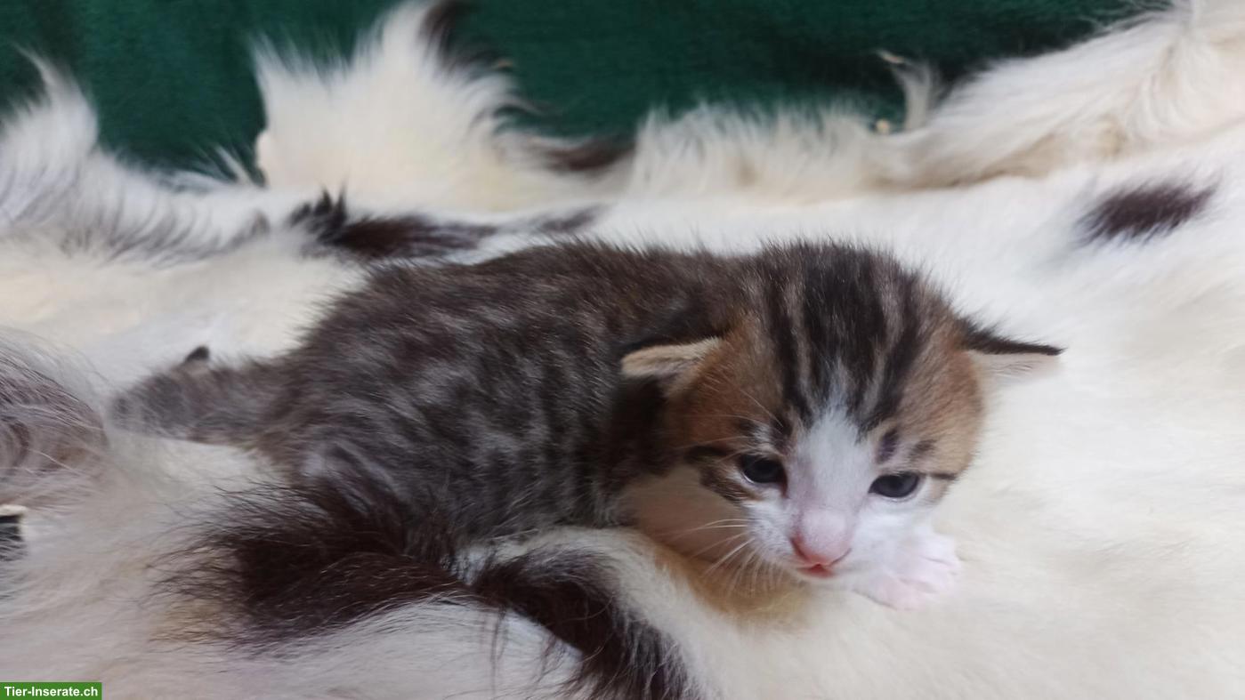 Bild 3: Bengal-Mix Kitten (Kater) suchen Zuhause mit Freigang