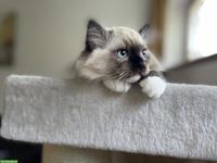 Ragdoll Kitten mit Stammbaum