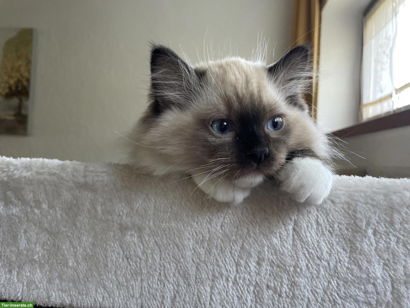 Bild 2: Ragdoll Kitten mit Stammbaum