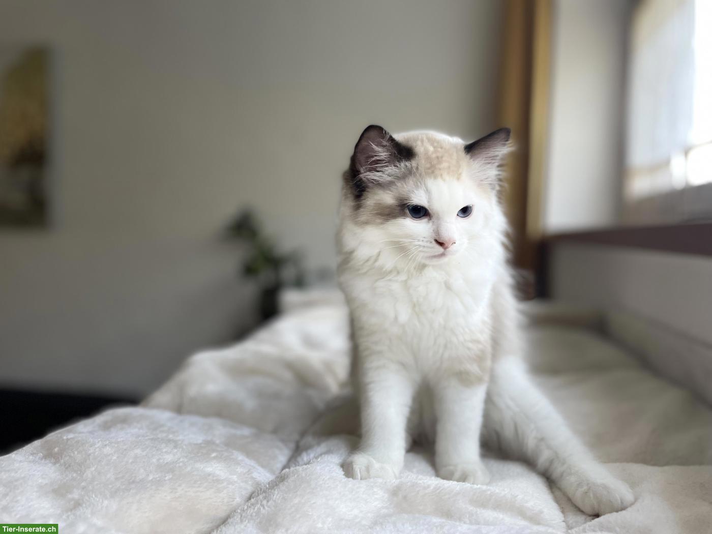 Bild 3: Ragdoll Kitten mit Stammbaum