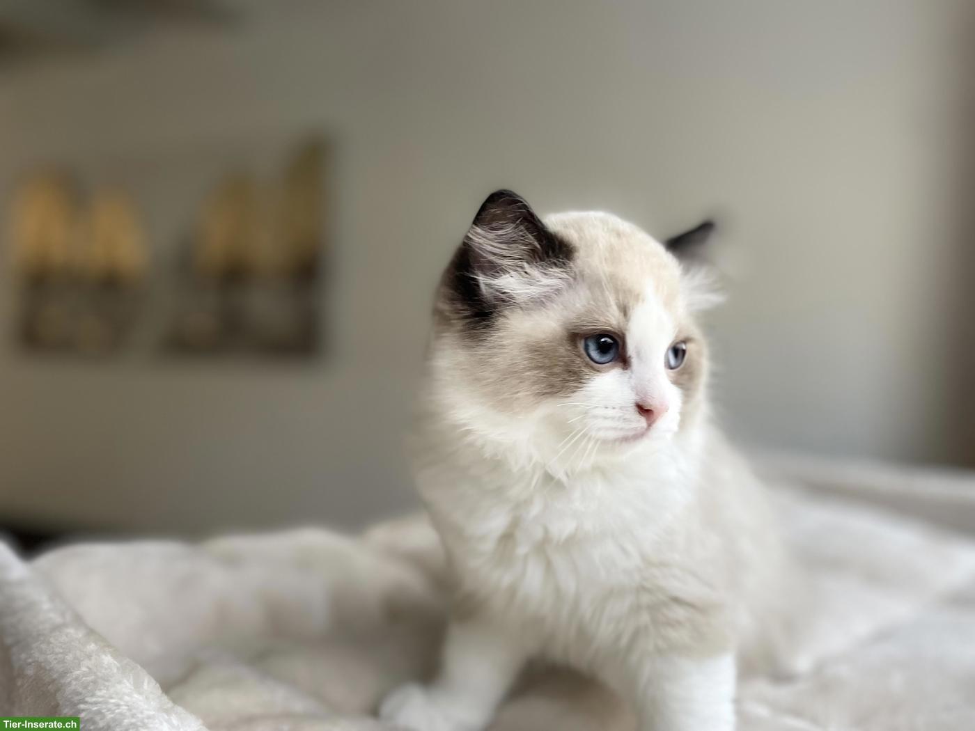 Bild 4: Ragdoll Kitten mit Stammbaum
