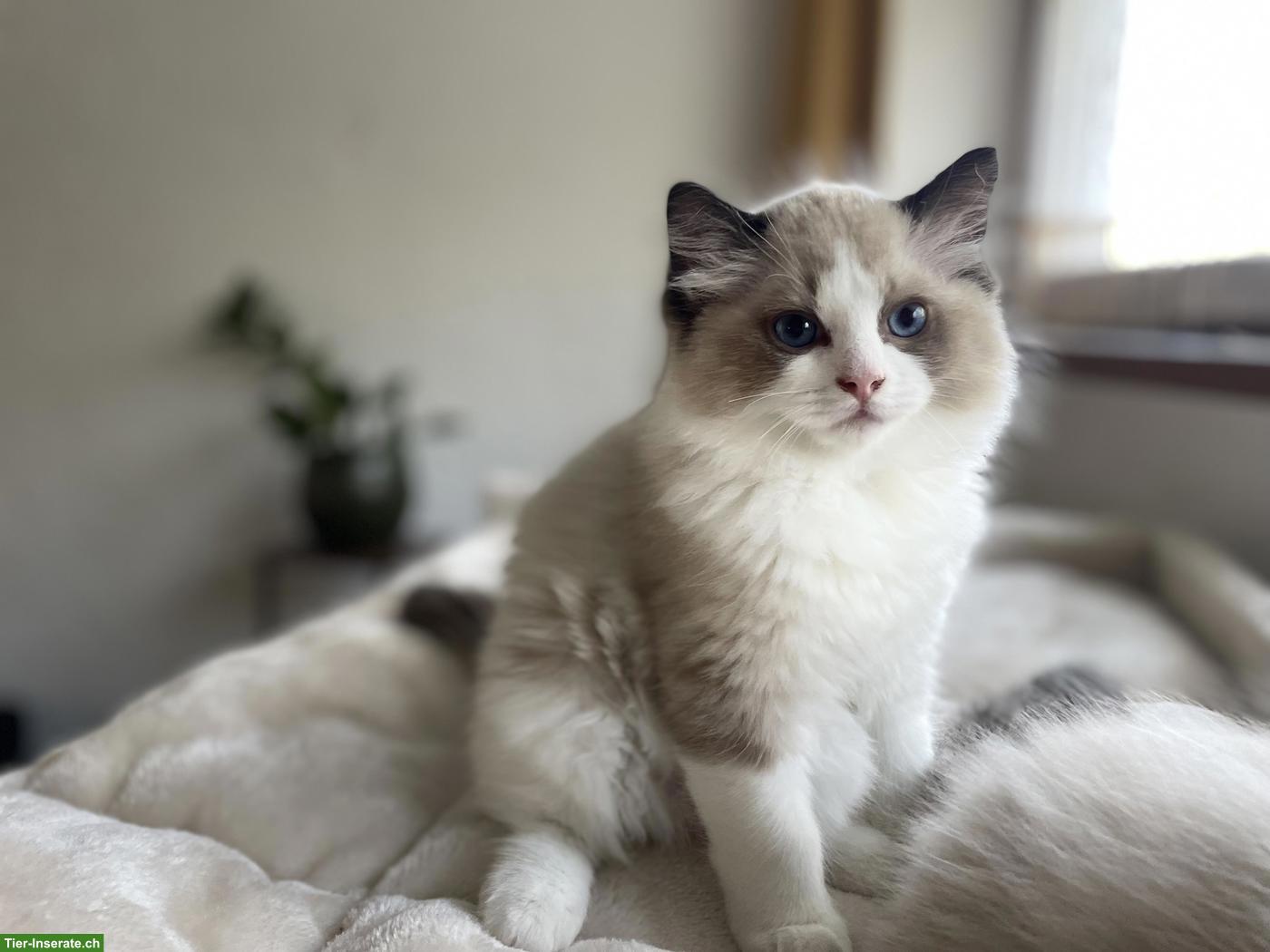 Bild 5: Ragdoll Kitten mit Stammbaum